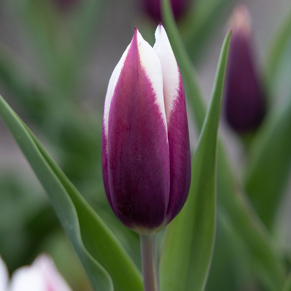 <i>Tulipa</i> 'Spitsbergen'