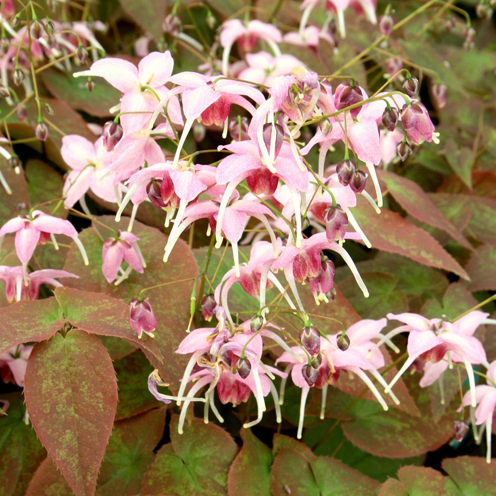 <I>Epimedium</i> 'Pretty in Pink' (PBR)