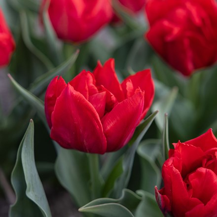 Tulipa Abba