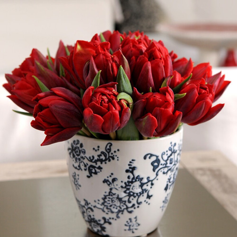<i>Tulipa</i> 'Abba'