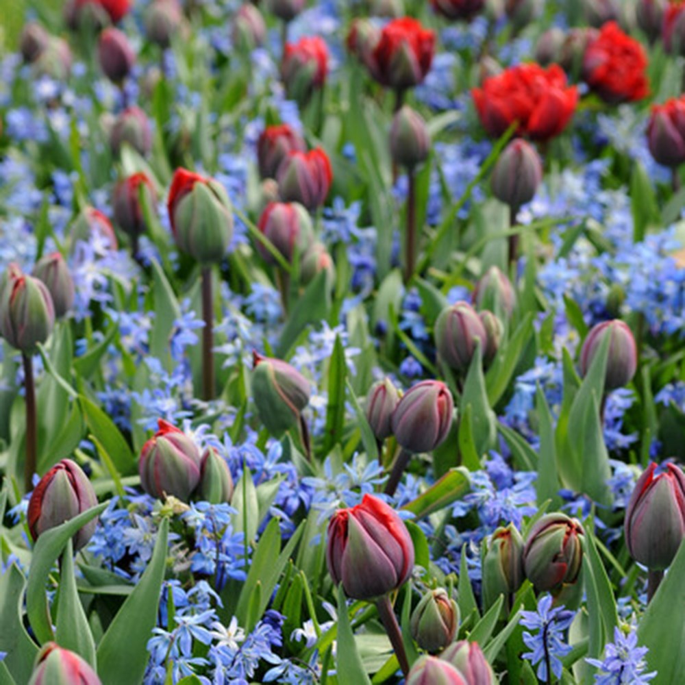 <i>Tulipa</i> 'Abba'