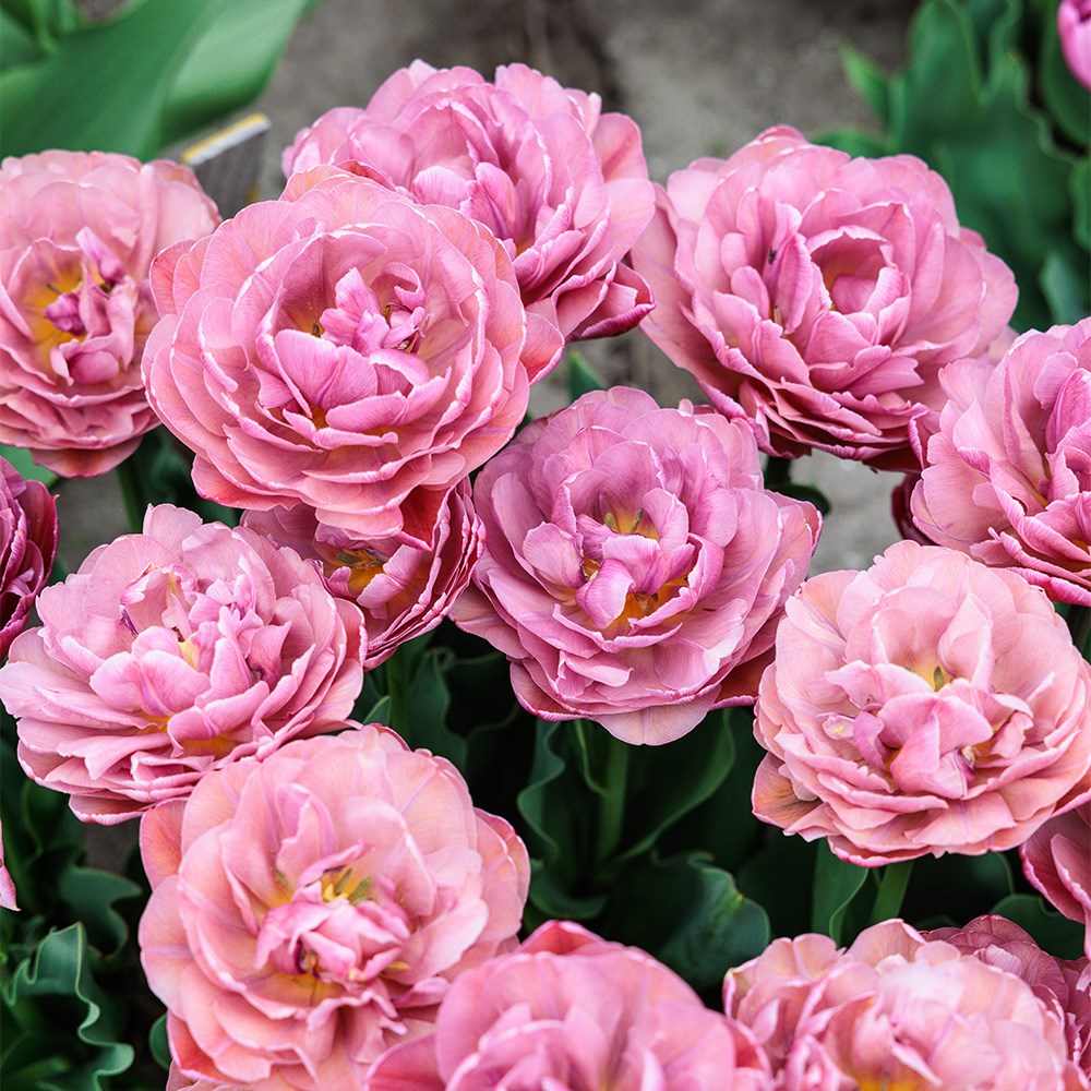 <i>Tulipa</i> 'Beachberry'