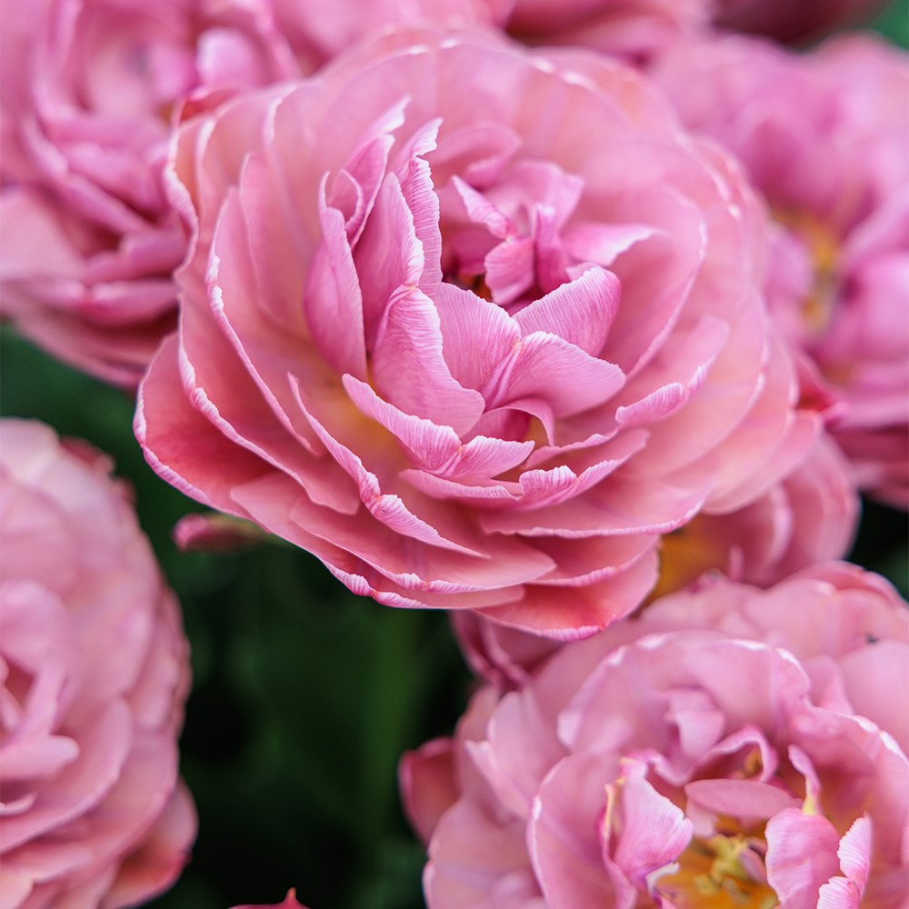 <i>Tulipa</i> 'Beachberry'
