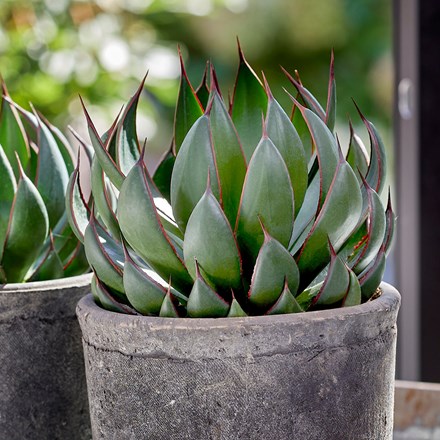 Agave Praying Hands (PBR)