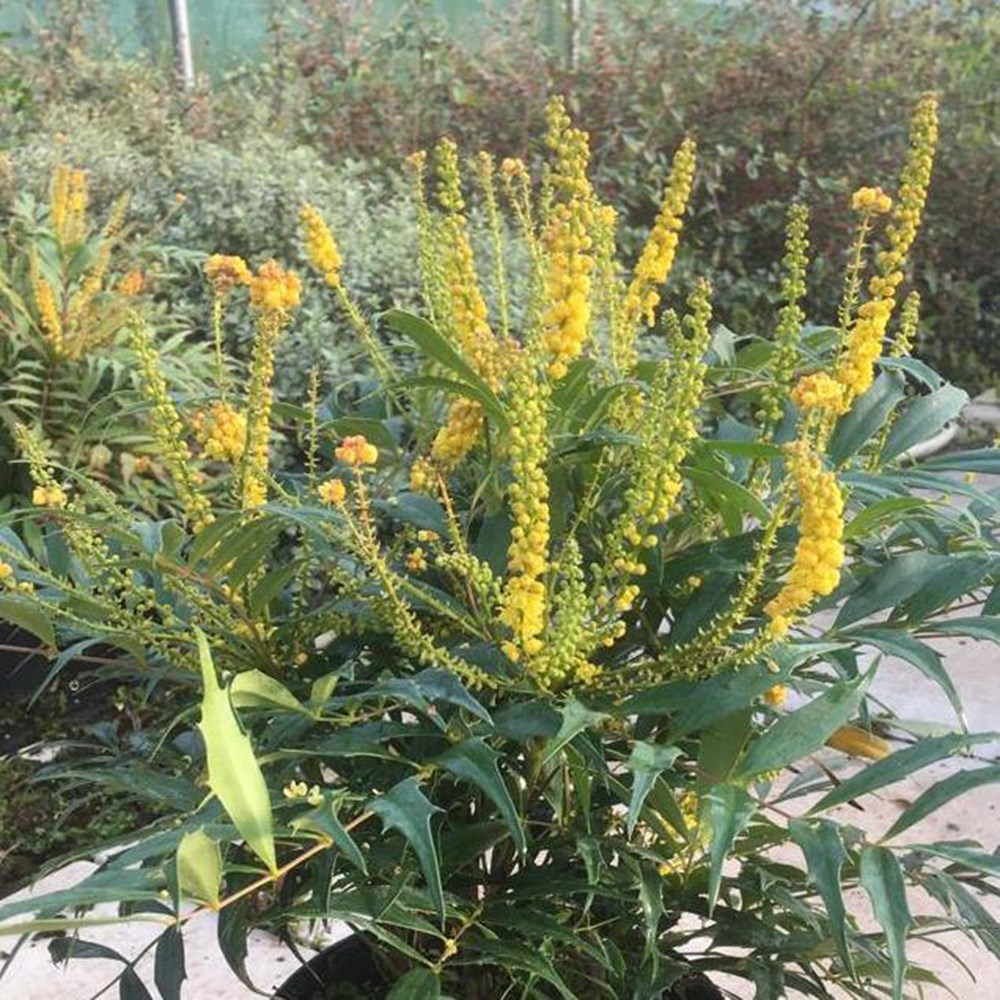 <i>Mahonia eurybracteata</i> subsp.  ganpinensis <b class=small-caps>Meteor</b> ('Hillmah') (PBR)