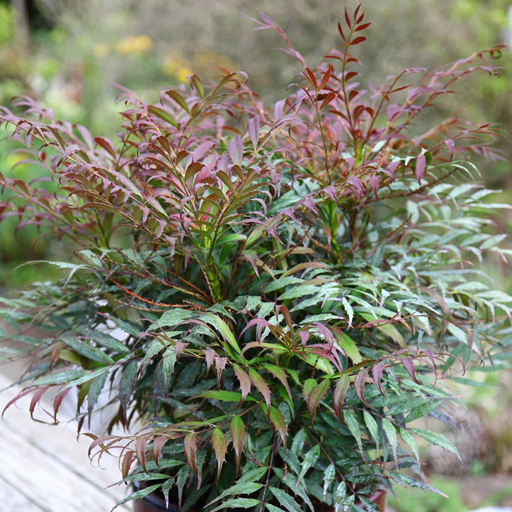 <i>Mahonia eurybracteata</i> subsp.  ganpinensis <b class=small-caps>Meteor</b> ('Hillmah') (PBR)