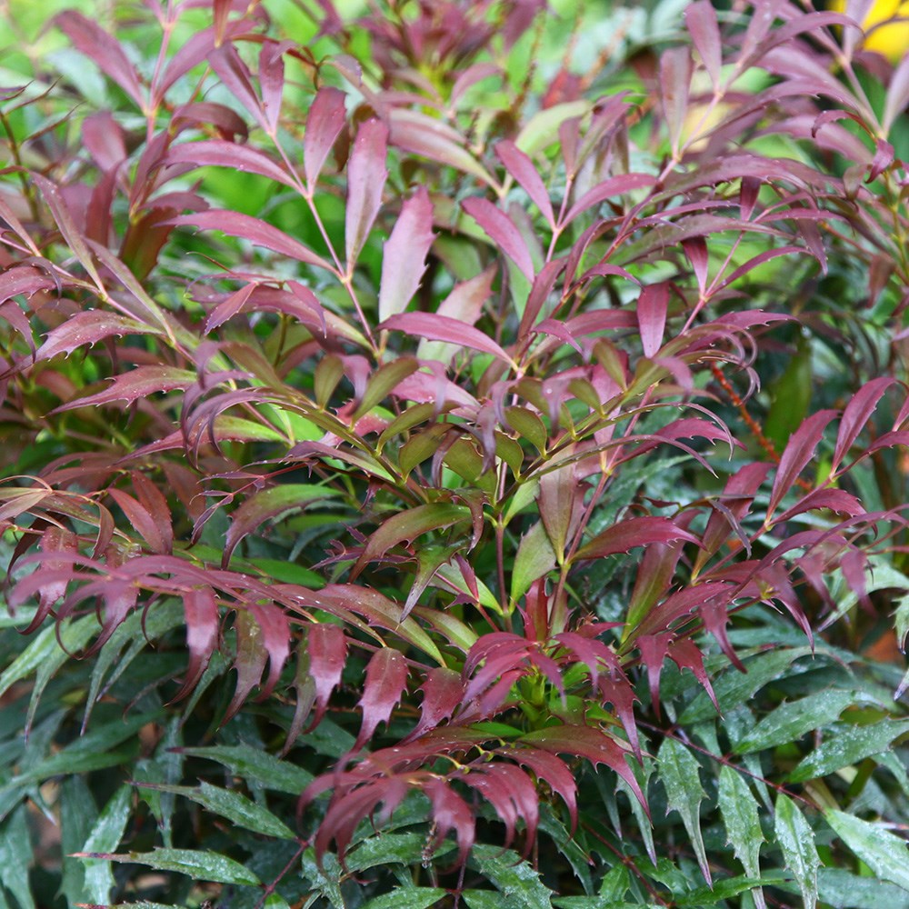 <i>Mahonia eurybracteata</i> subsp.  ganpinensis <b class=small-caps>Meteor</b> ('Hillmah') (PBR)
