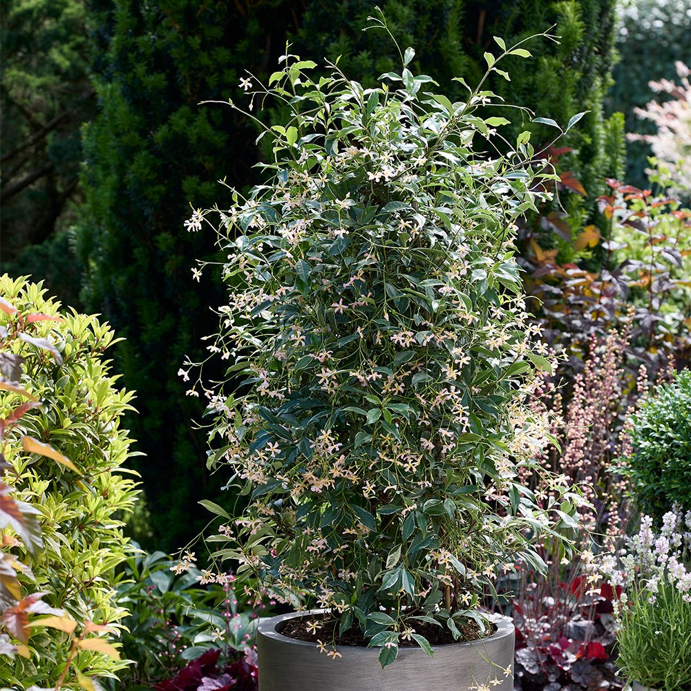 <i>Trachelospermum asiaticum</i> <b class=small-caps>Star of Milano ®</b> ('Trsuz01')