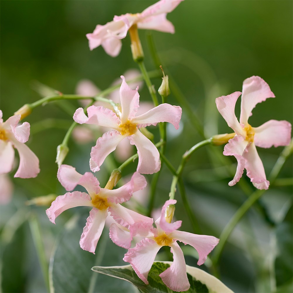 <i>Trachelospermum asiaticum</i> <b class=small-caps>Star of Milano ®</b> ('Trsuz01')
