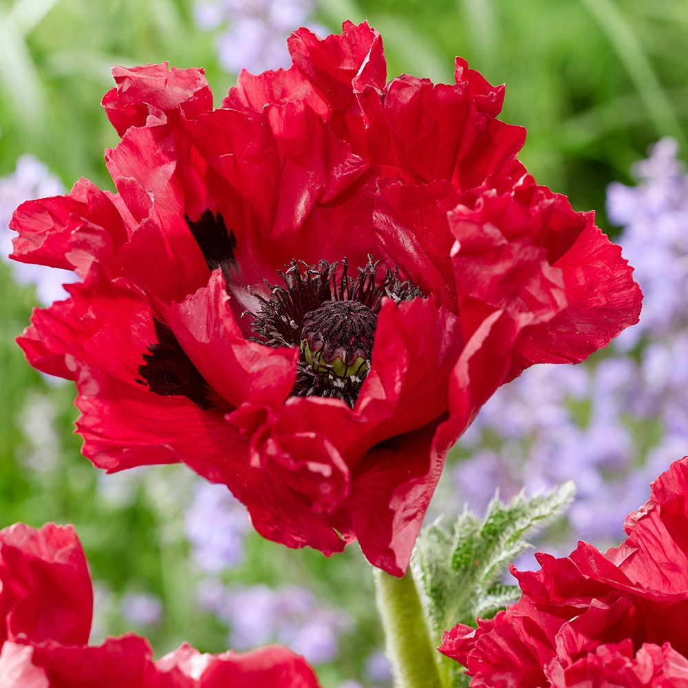 <i>Papaver</i> (Oriental Group) <b class=small-caps>Red Rumble</b> ('HG01') (PBR)