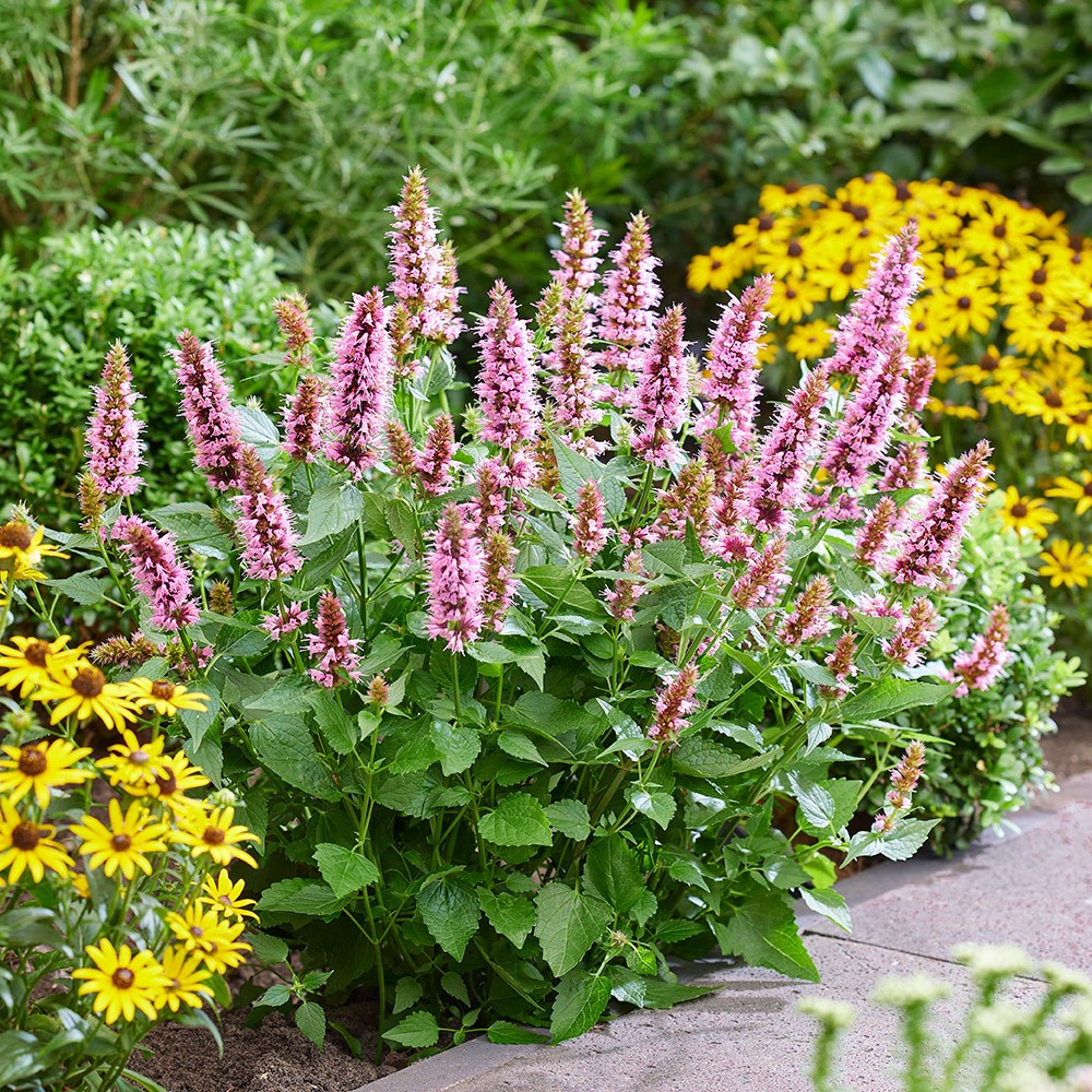 <i>Agastache rugosa</i> <b class=small-caps>Beelicious Pink</b> ('Agapk') (PBR)