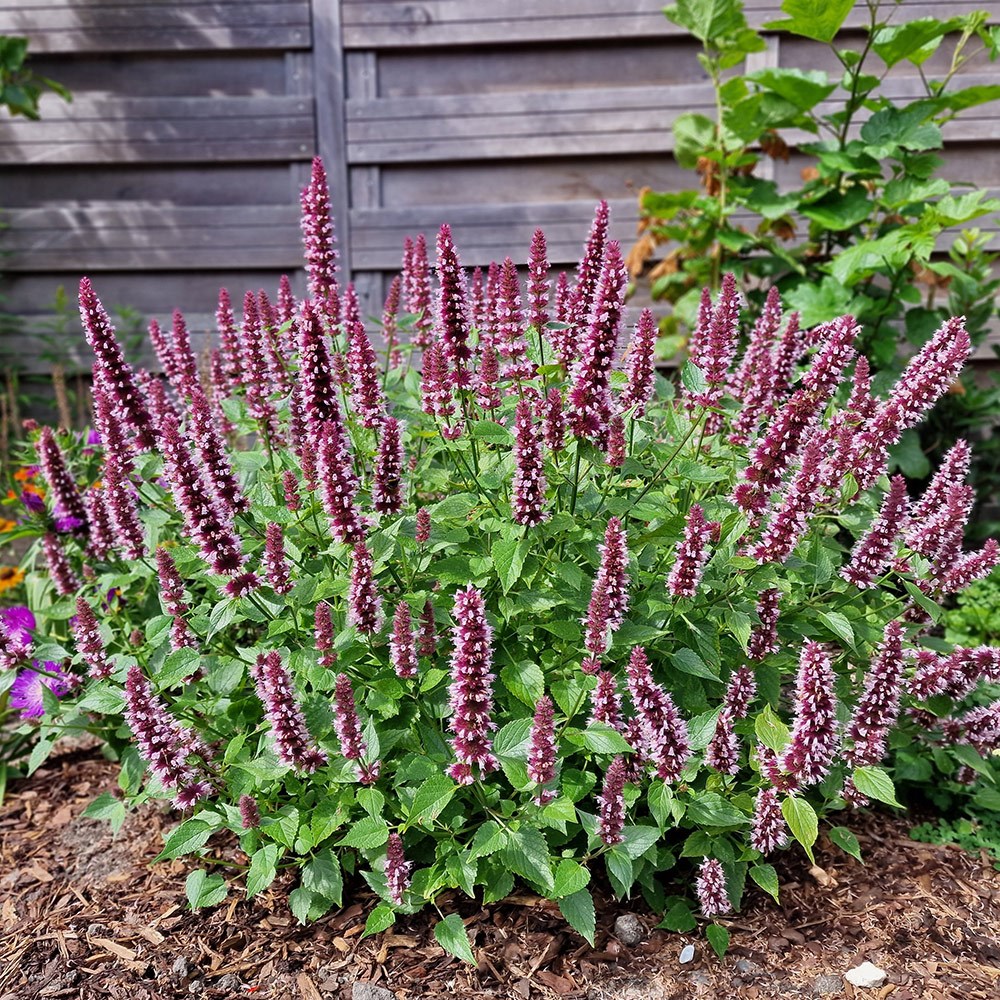 <i>Agastache rugosa</i> <b class=small-caps>Beelicious Pink</b> ('Agapk') (PBR)