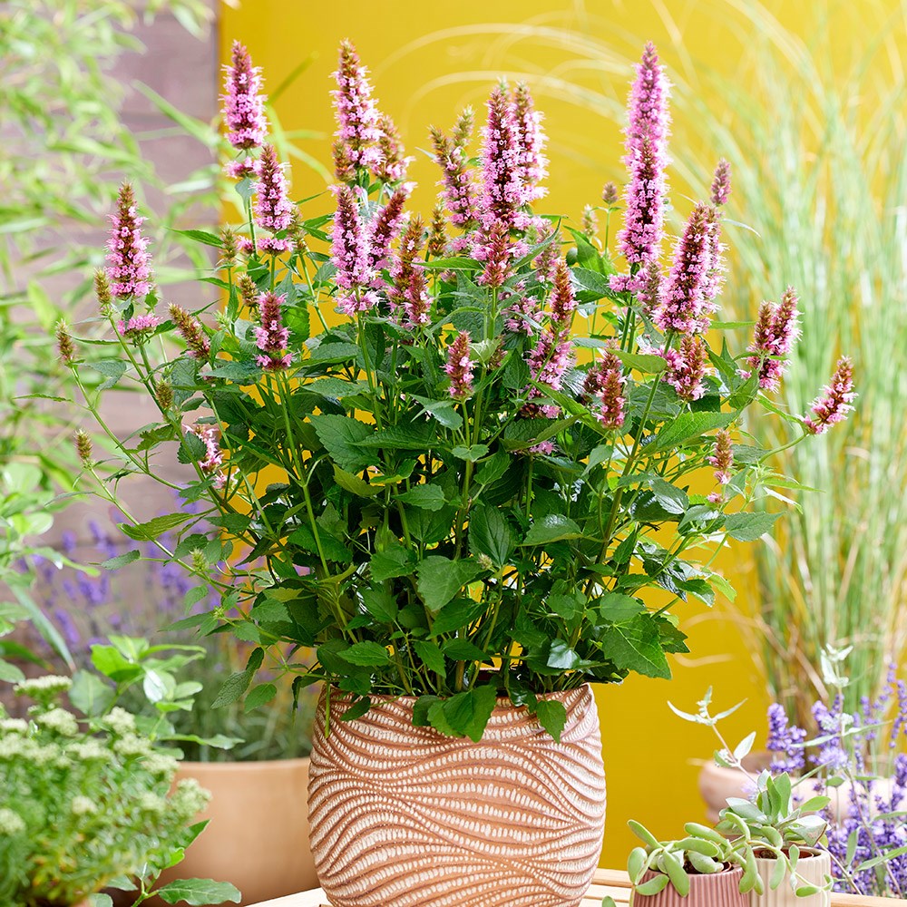 <i>Agastache rugosa</i> <b class=small-caps>Beelicious Pink</b> ('Agapk') (PBR)