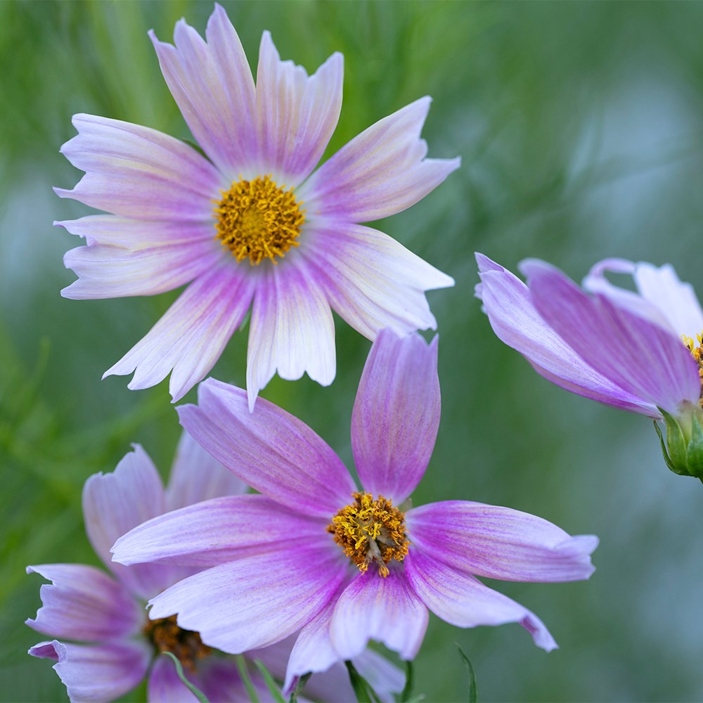 <i>Cosmos bipinnatus</i> 'Apricot Lemonade'