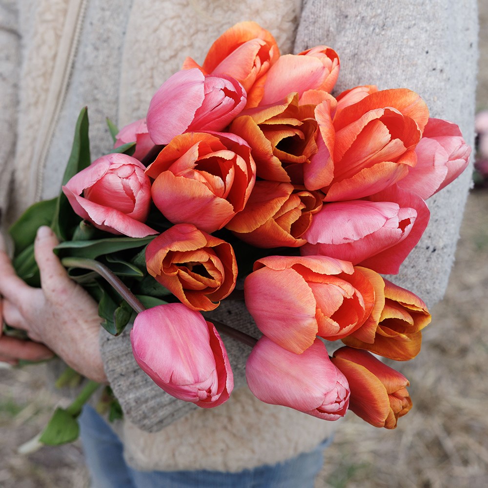 Tequila sunrise tulip collection