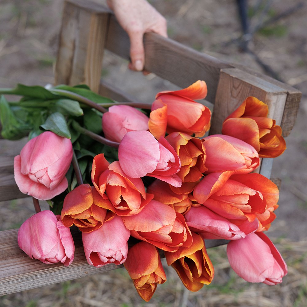 Tequila sunrise tulip collection