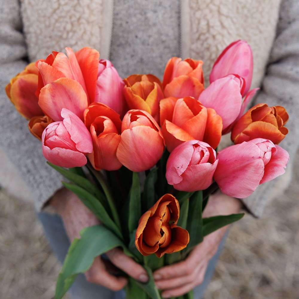 Tequila sunrise tulip collection