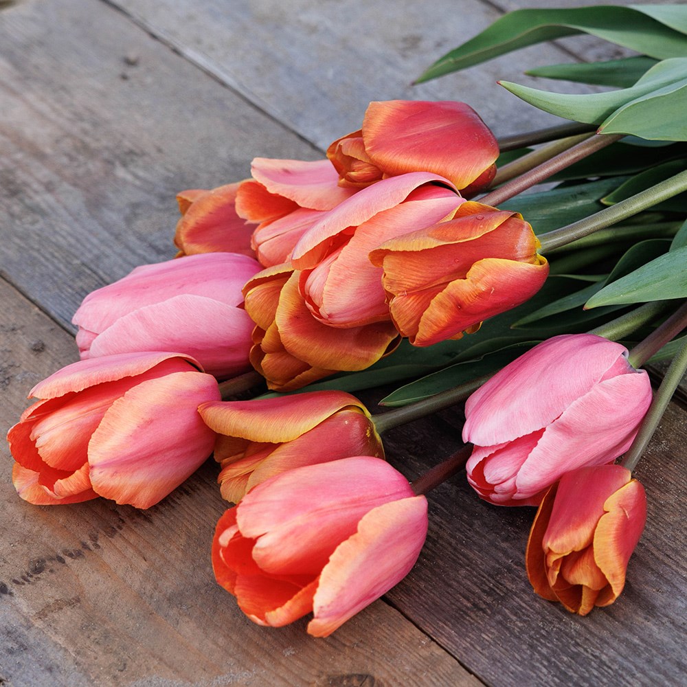 Tequila sunrise tulip collection