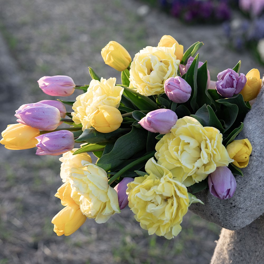Lemon & lilac tulip collection