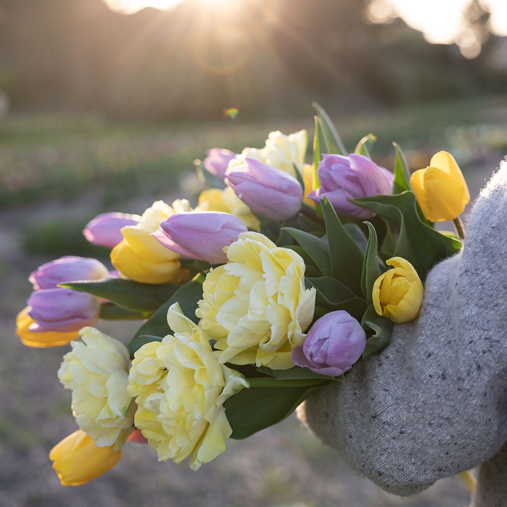 Lemon & lilac tulip collection