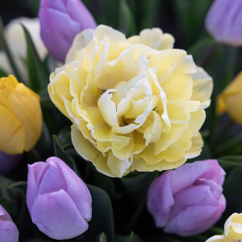 Lemon & lilac tulip collection