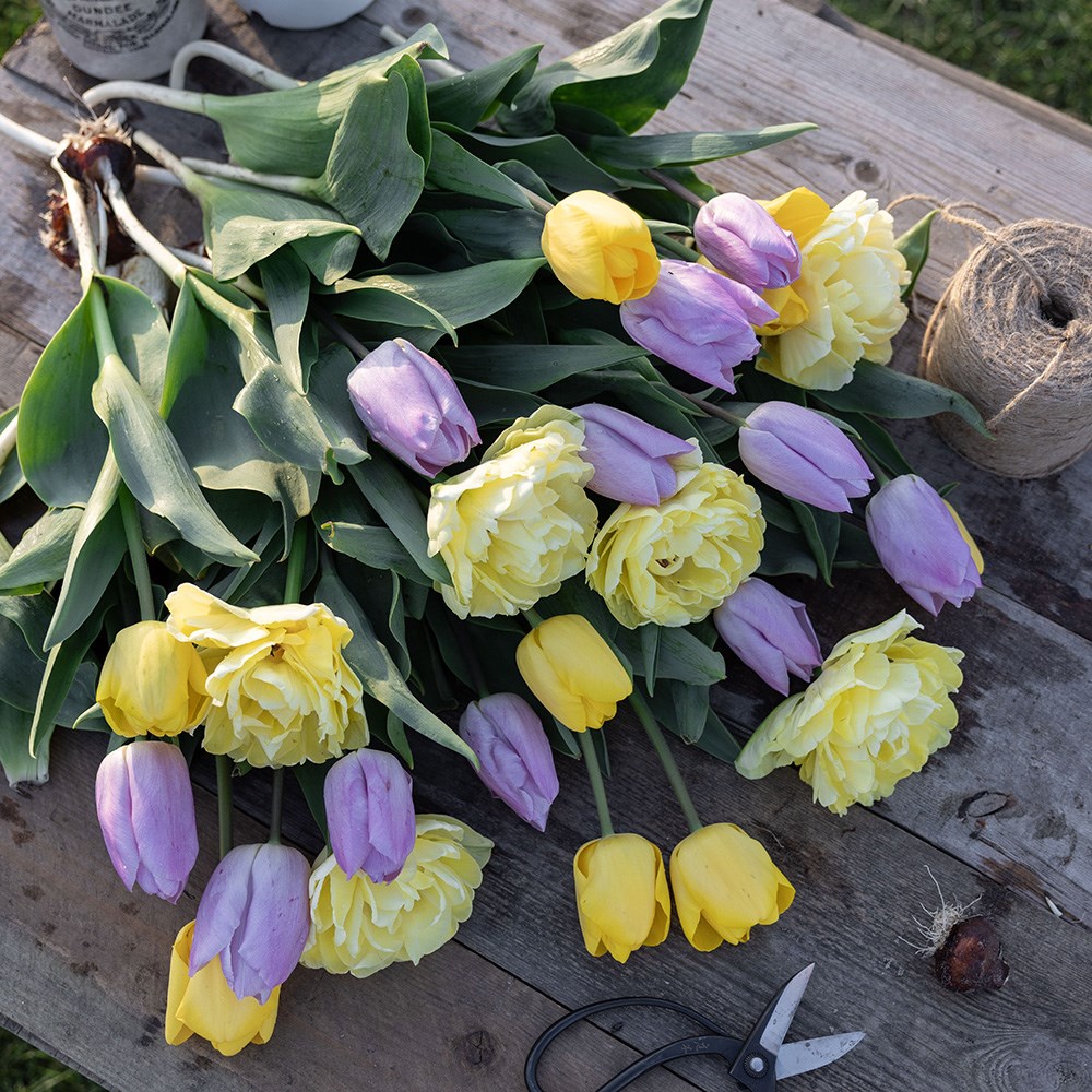 Lemon & lilac tulip collection