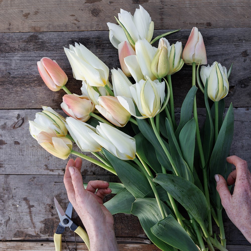 Nougat tulip collection