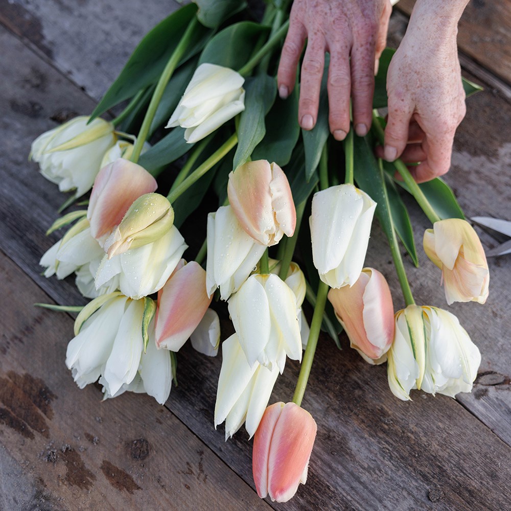 Nougat tulip collection
