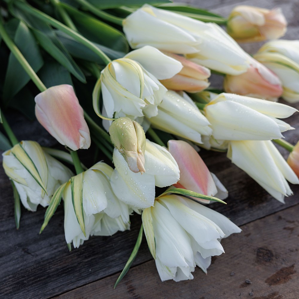 Nougat tulip collection