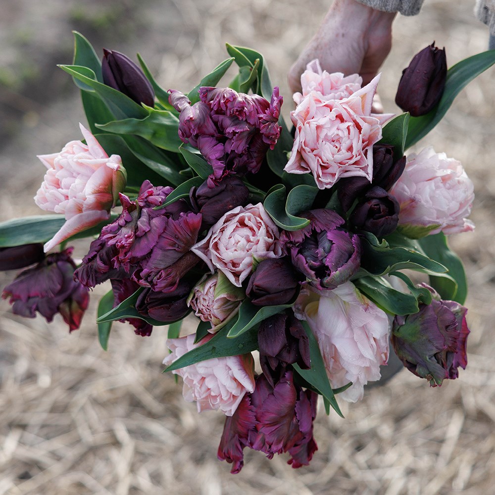 The night before tulip collection