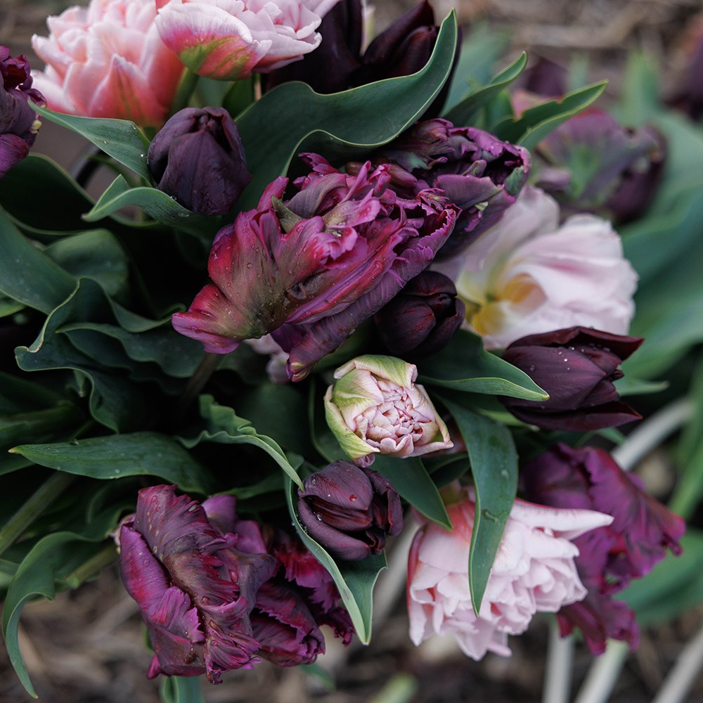 The night before tulip collection