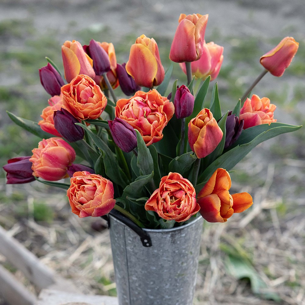 The copper tulip collection