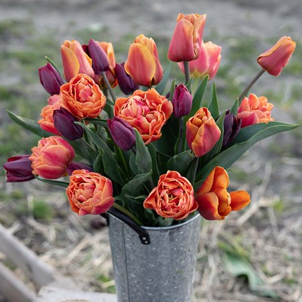 The copper tulip collection