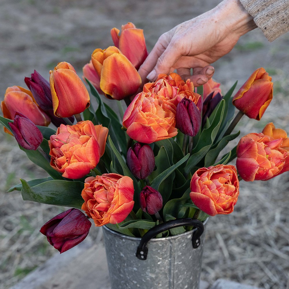 The copper tulip collection