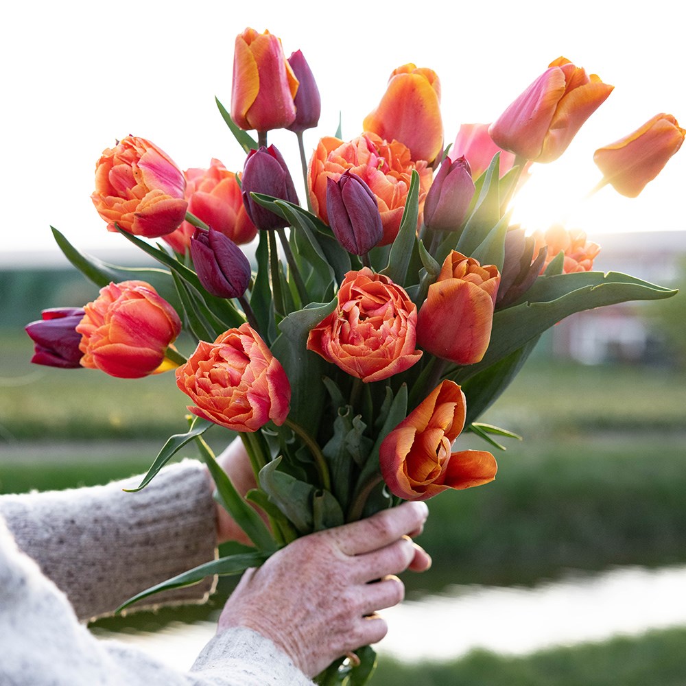 The copper tulip collection