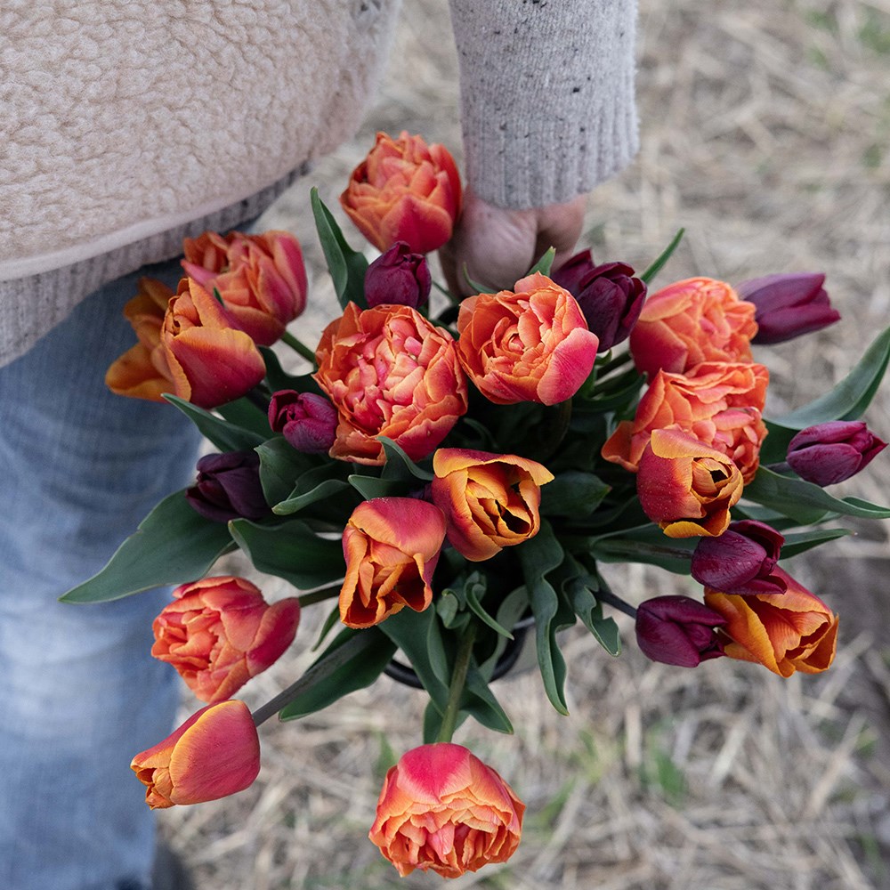 The copper tulip collection