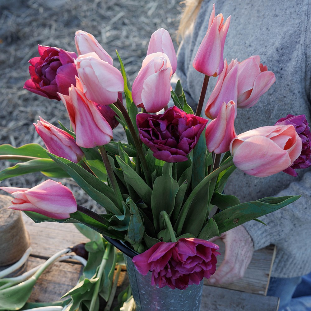 Bring the joy tulip collection