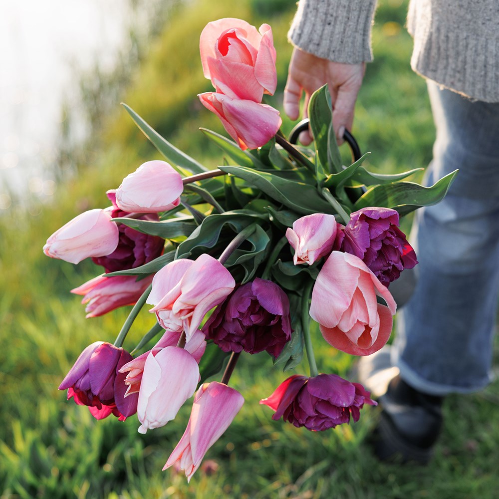 Bring the joy tulip collection