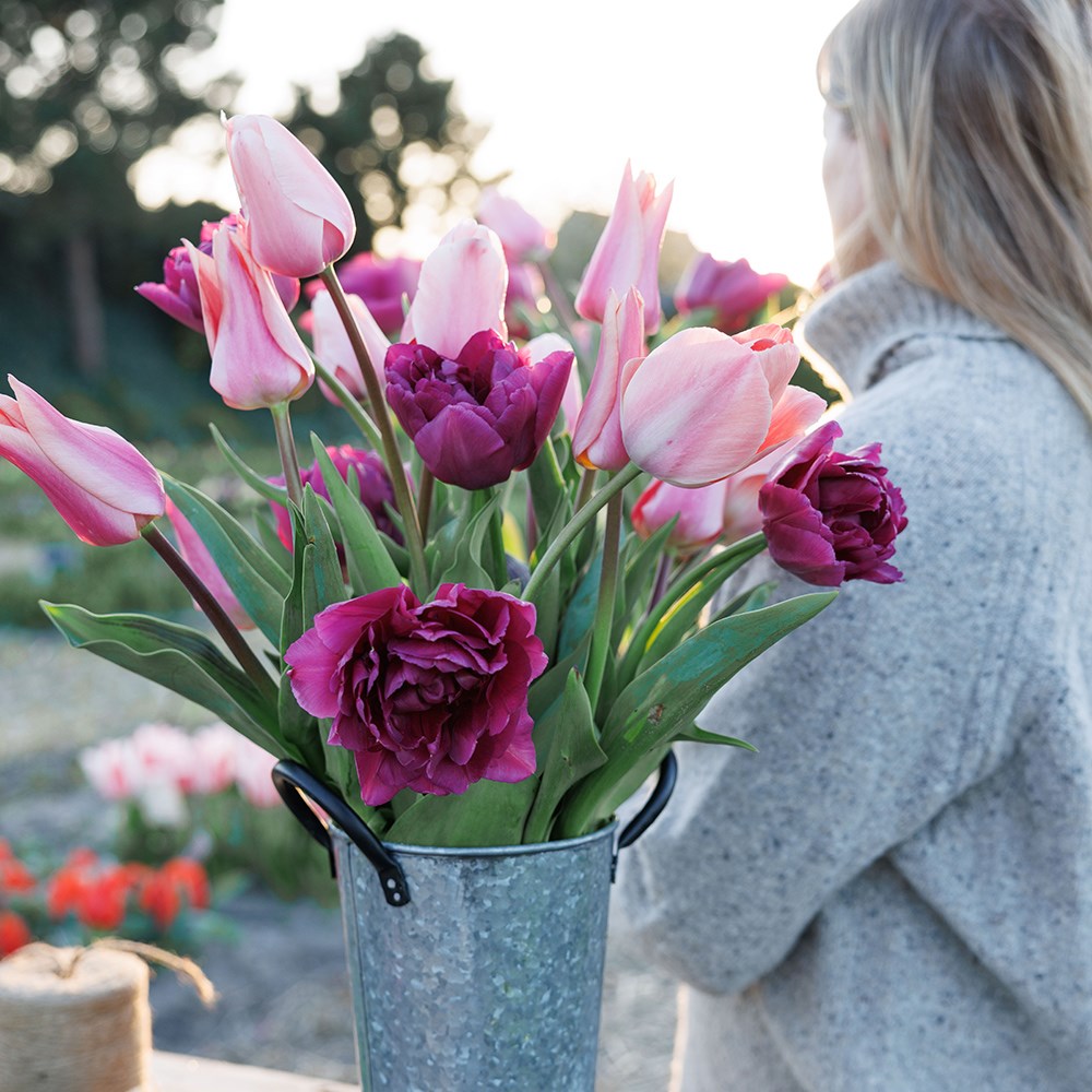 Bring the joy tulip collection