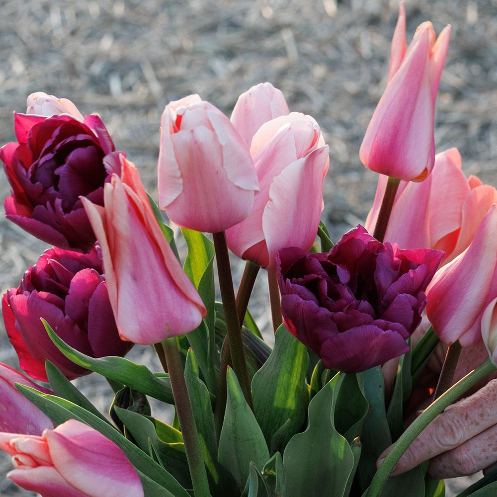 Bring the joy tulip collection