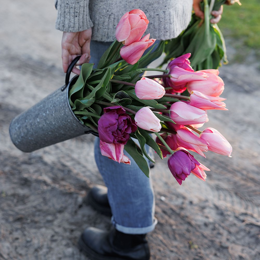 Bring the joy tulip collection
