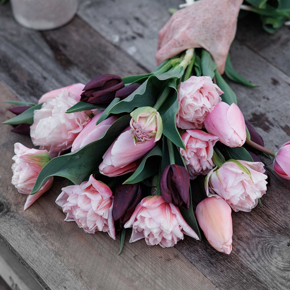 The dreamer tulip collection