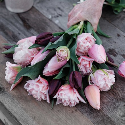 The dreamer tulip collection