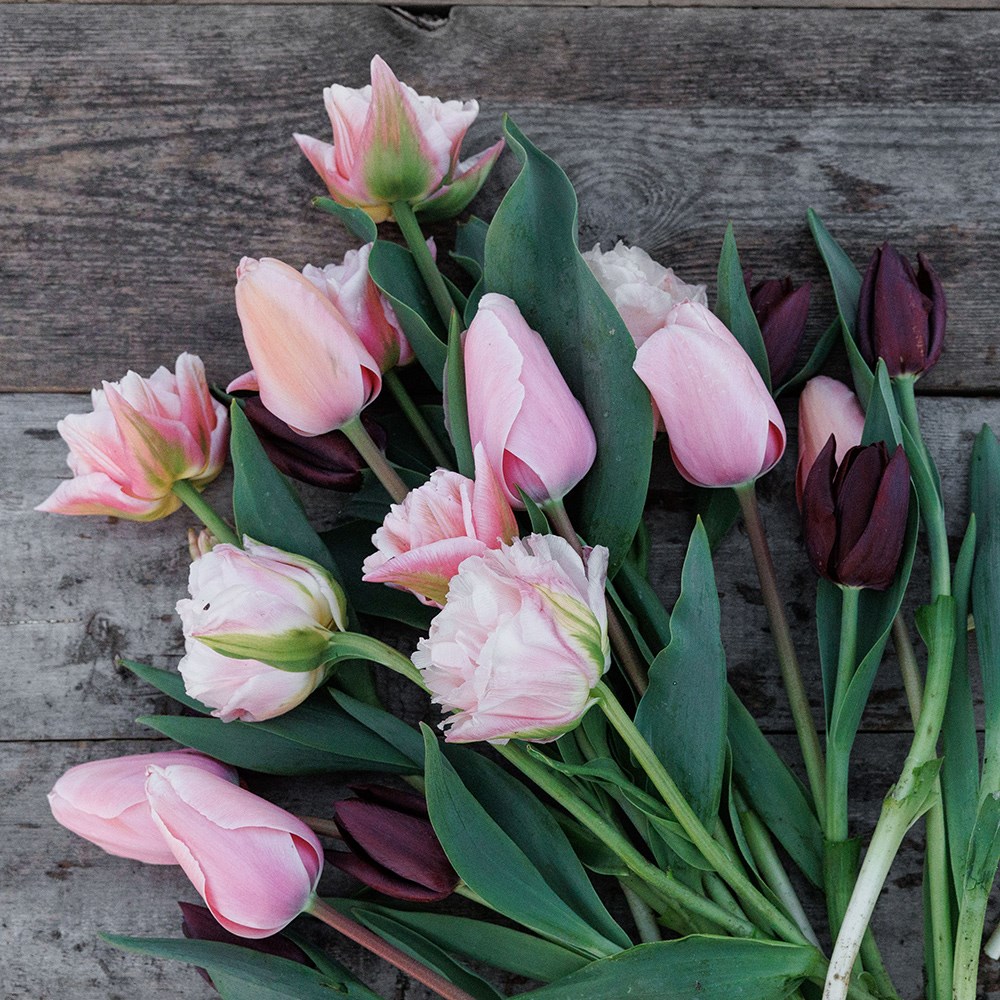 The dreamer tulip collection