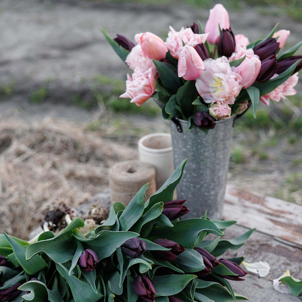 The dreamer tulip collection