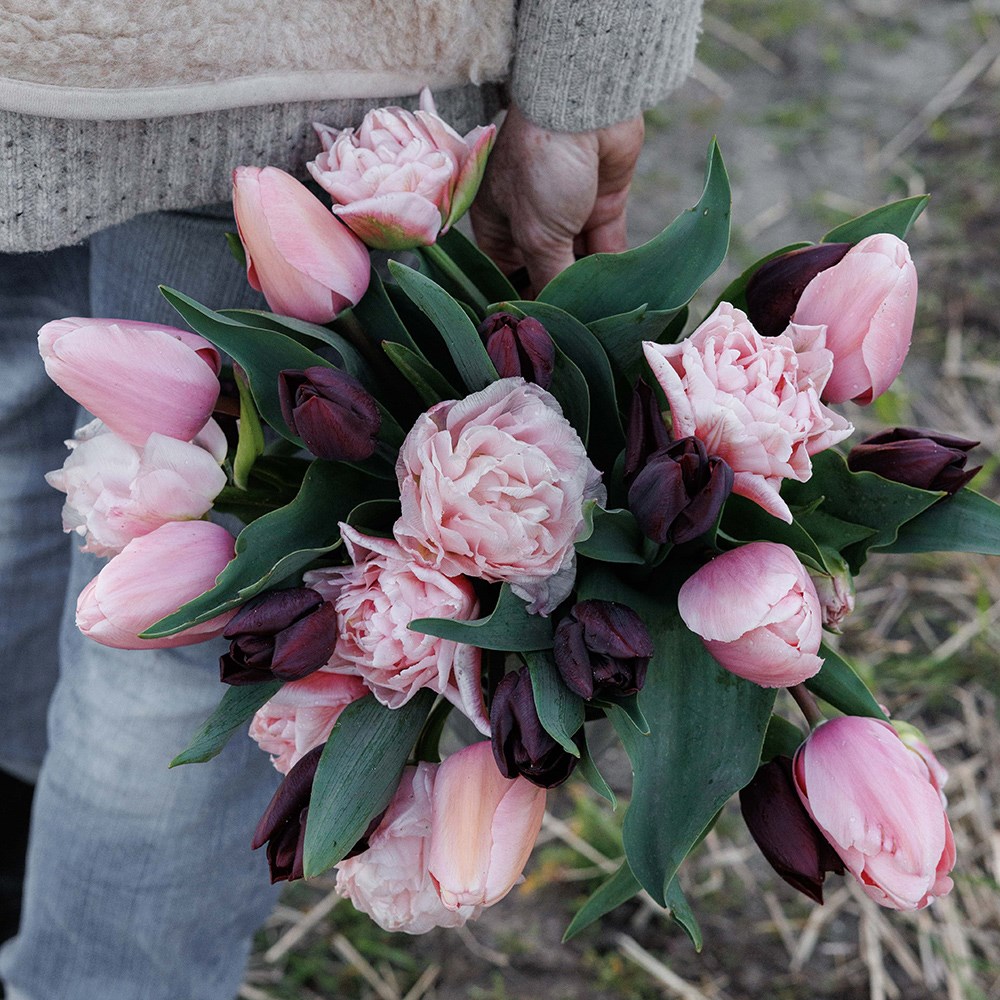 The dreamer tulip collection