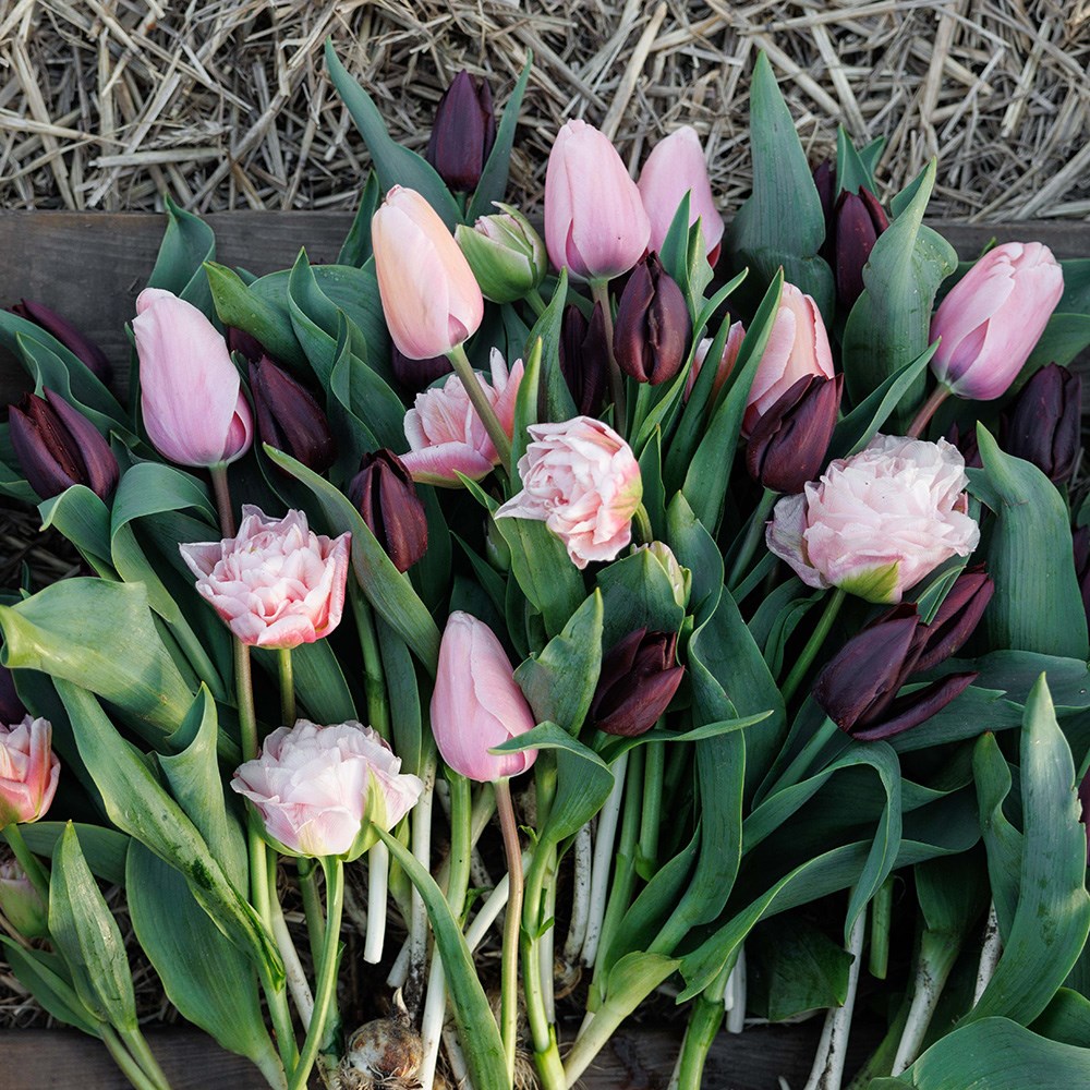 The dreamer tulip collection