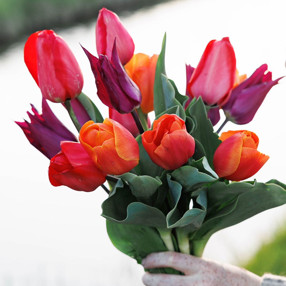 Tutti frutti tulip collection