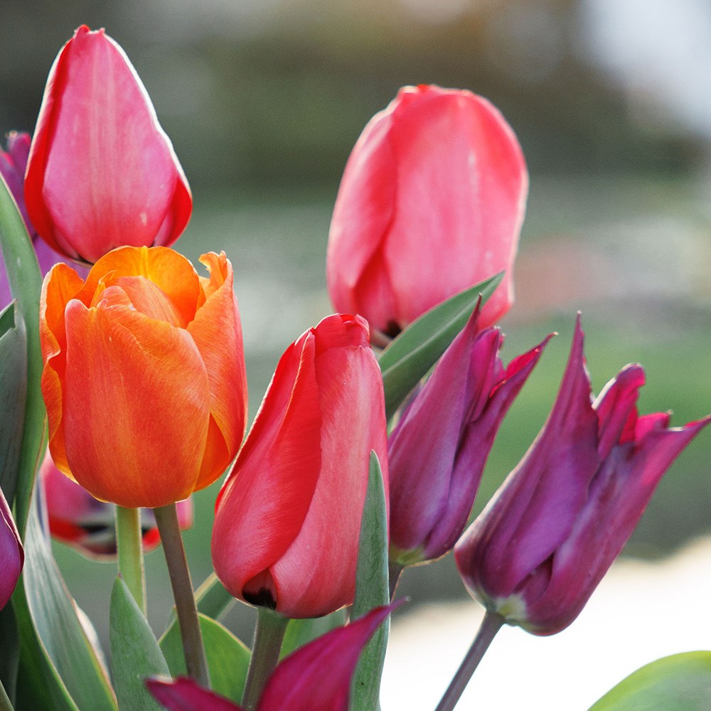 Tutti frutti tulip collection
