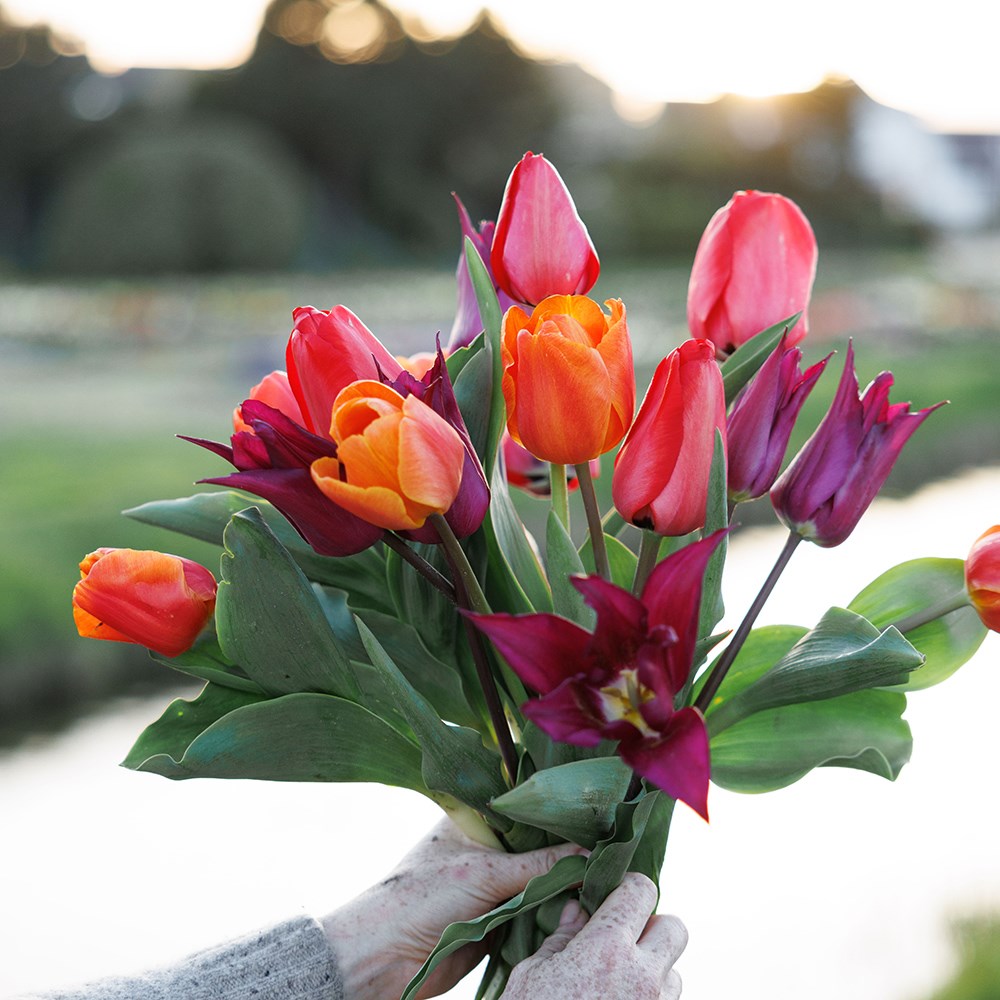 Tutti frutti tulip collection